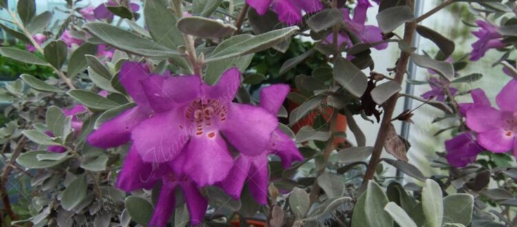 Texas - Leucophyllum frutescens -
