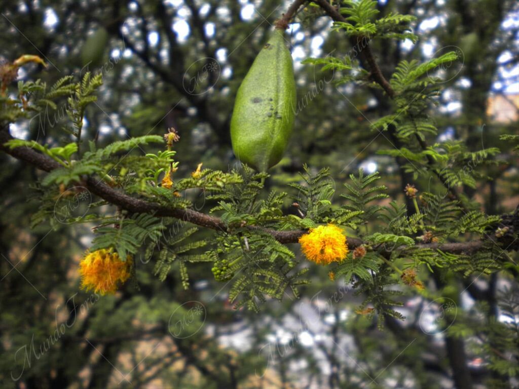 rboles-mundo-forestal