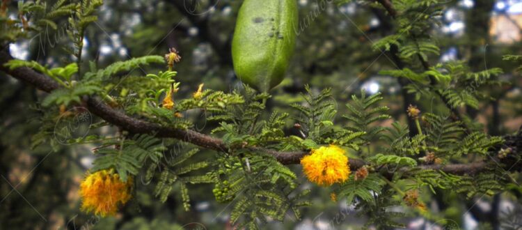 El aromo - Vachellia farnesiana