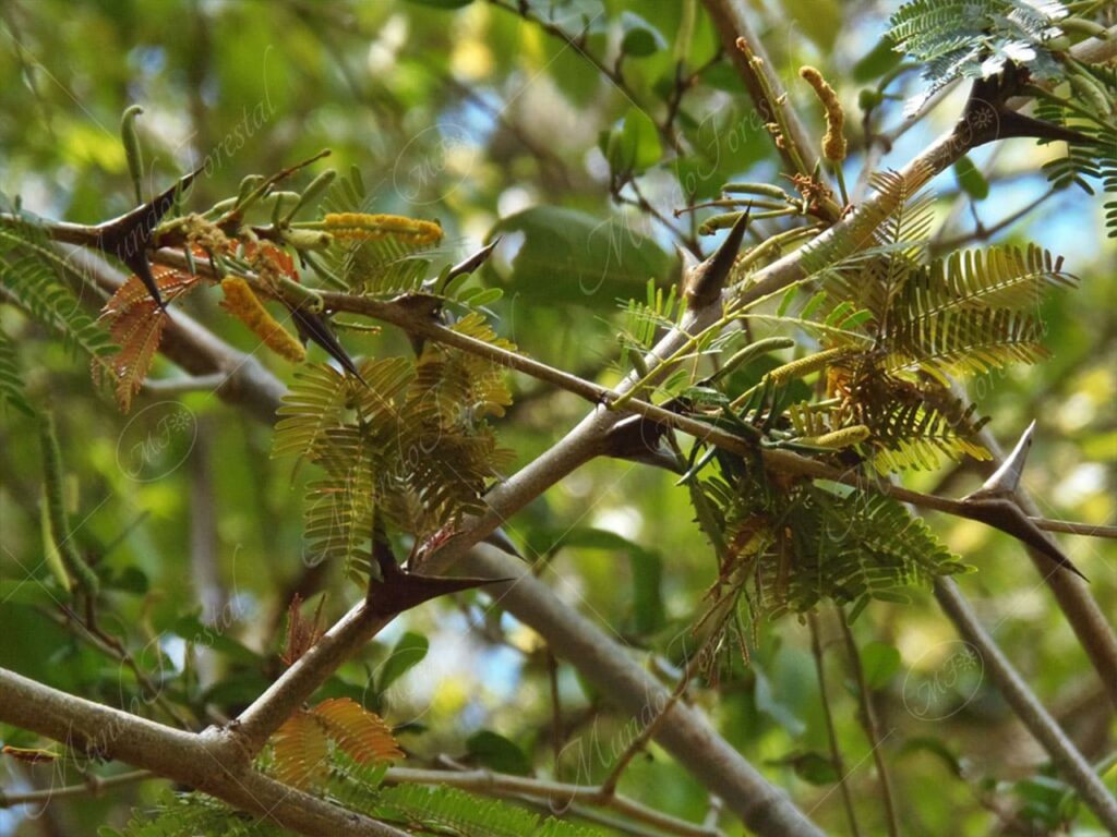Cornizuelo - Acacia cornigera -