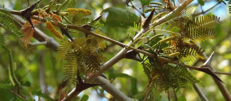 Cornizuelo - Acacia cornigera -