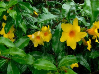 Flor de mantequilla o alamanda - Allamanda schottii -