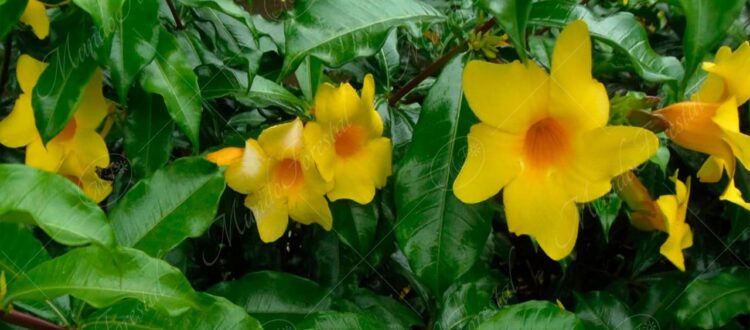 Flor de mantequilla o alamanda - Allamanda schottii -