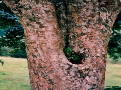 Albahaquillo murta - Calyptranthes pallens -