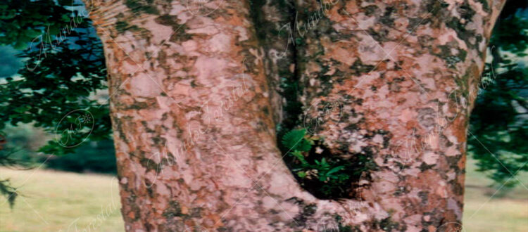 Albahaquillo murta - Calyptranthes pallens -