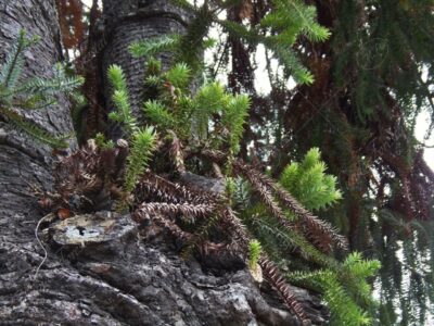 Araucaria araucana - Araucaria araucana -