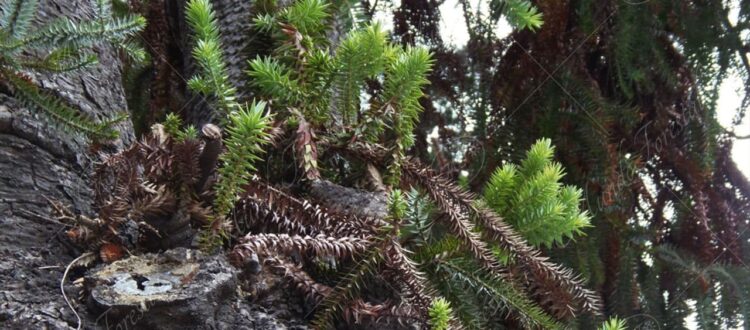 Araucaria araucana - Araucaria araucana -