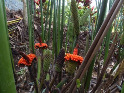 Estococa o palma sombrero Panamá - Carludovica palmata - 