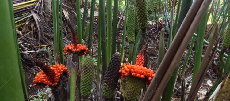 Estococa o palma sombrero Panamá - Carludovica palmata - 