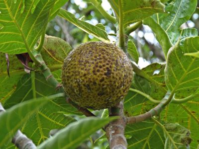 Fruta de pan y la castaña - Artocarpus altilis o Artocarpus communis -
