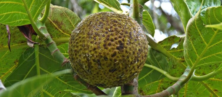 Fruta de pan y la castaña - Artocarpus altilis o Artocarpus communis -