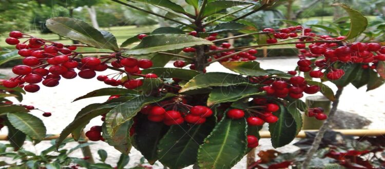 Tucuico crenata - Ardisia crenata -