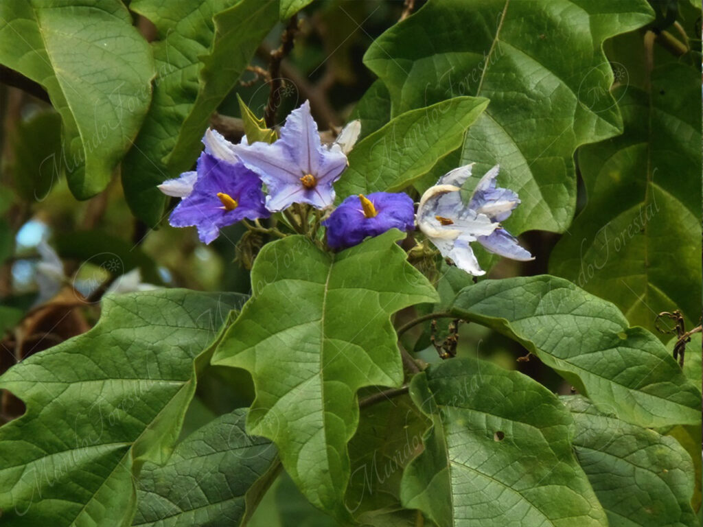 Árbol de papas o cuernavaca - Solanum macranthum -