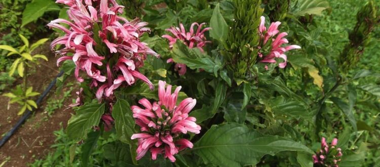 Pavón rosado - Justicia carnea -