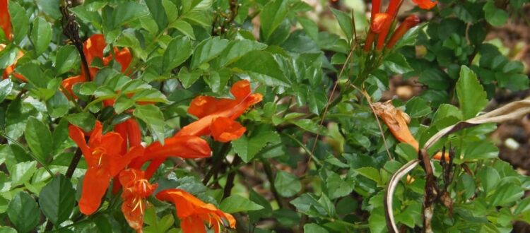 Chispa o tecomaria - Tecomaria capensis -