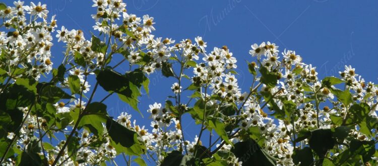 Tora blanca - Montanoa hibiscifolia -
