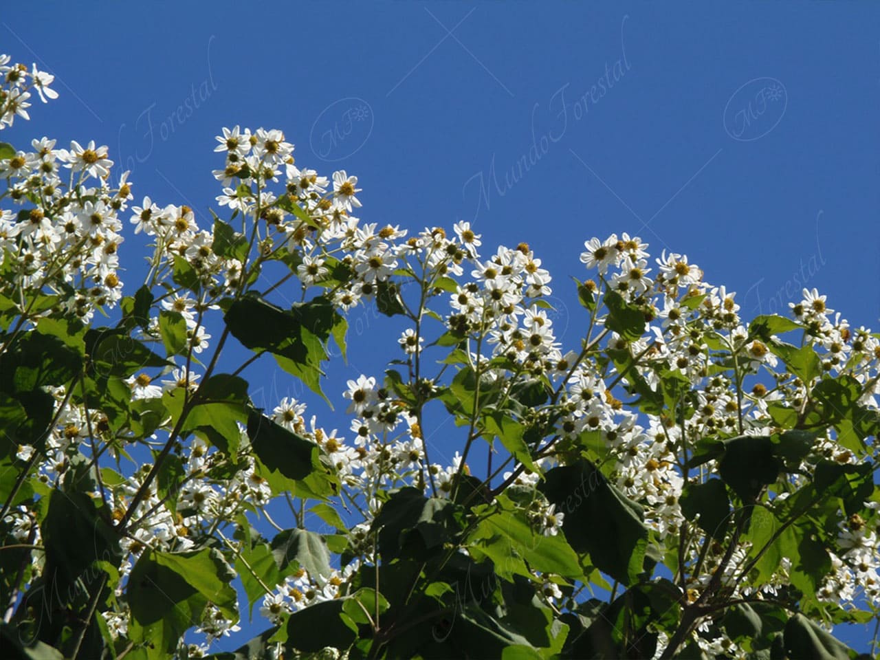 Tora blanca - Montanoa hibiscifolia -