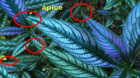 apice ápice