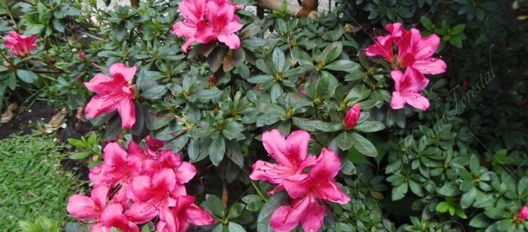 Azaleas y rododendros - Rhododendron sp. y Azalea sp -