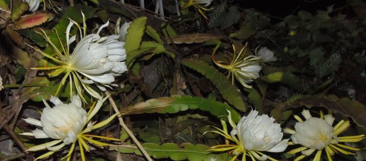 Dama de la noche o epifilanto - Phyllocactus phyllanthus -
