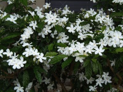 Jazmín crepé o del Cabo - Tabernaemontana divaricata -