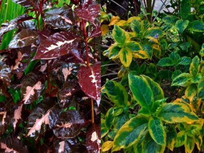 Café con leche y caricatura - Graptophyllum pictum -