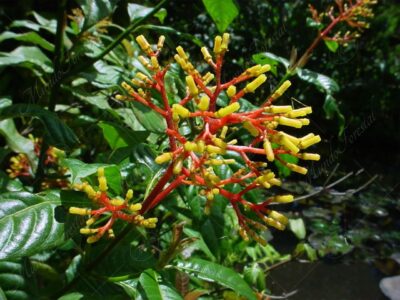 Cafecillo amarillo - Palicourea padifolia -