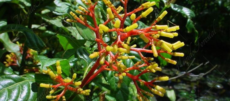 Cafecillo amarillo - Palicourea padifolia -