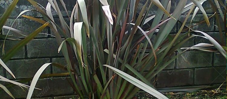 Formio - Phormium tenax -