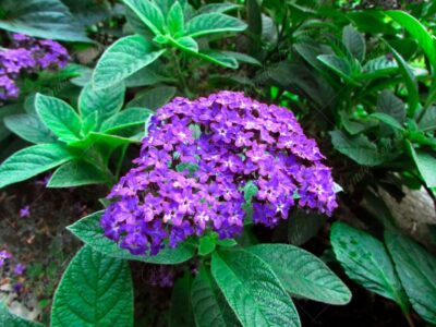 Heliotropo arbustivo - Heliotropium arborescens -
