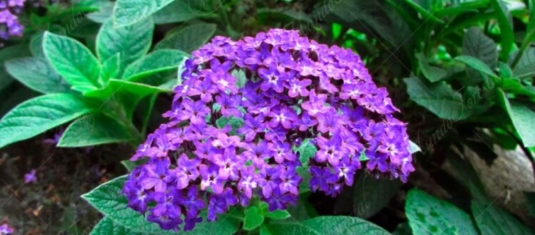 Heliotropo arbustivo - Heliotropium arborescens -