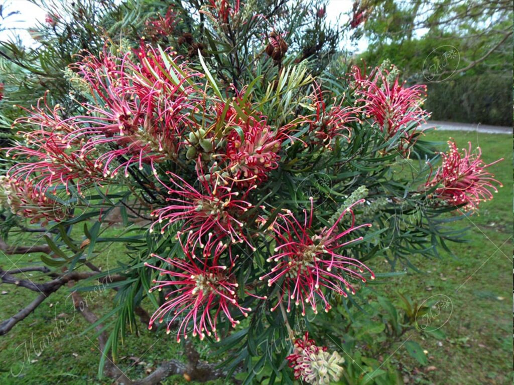 Gravilea roja - Grevillea banksii -