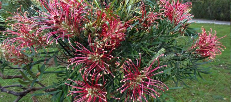 Gravilea roja - Grevillea banksii -