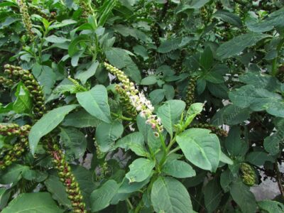 Jaboncillo o mazorquilla - Phytolacca icosandra -