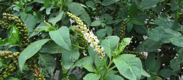 Jaboncillo o mazorquilla - Phytolacca icosandra -