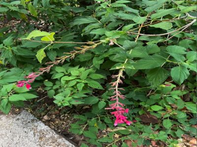 Rosa mexicana - Salvia involucrata -