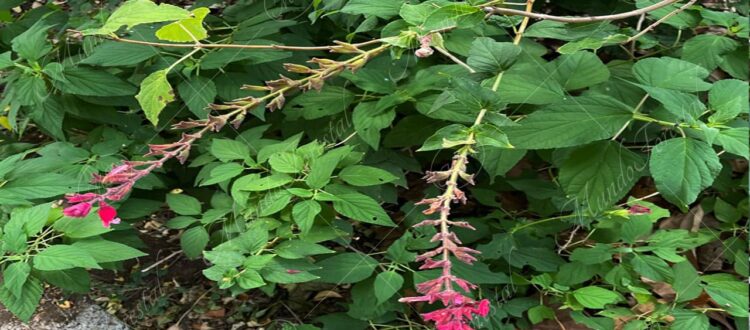 Rosa mexicana - Salvia involucrata -