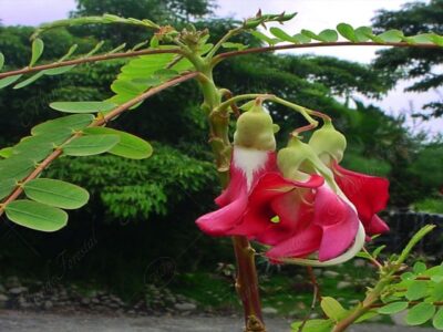 Sesbania - Sesbania grandiflora -