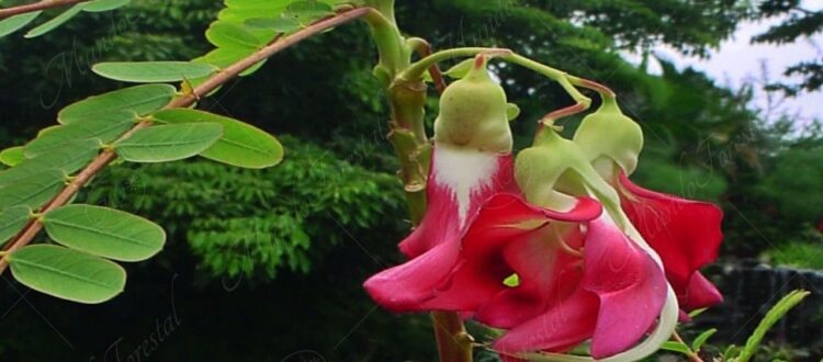 Sesbania - Sesbania grandiflora -