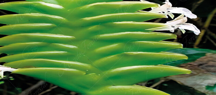 Bijagua verde - Calathea lasiostachya -