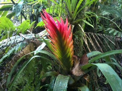 Bromelia cola de pavo -