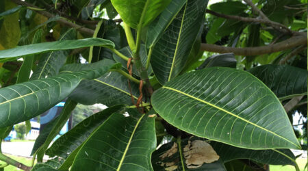 coriáceas coriáceas