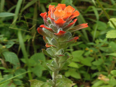 Cresta de gallo - Castilleja arvensis -
