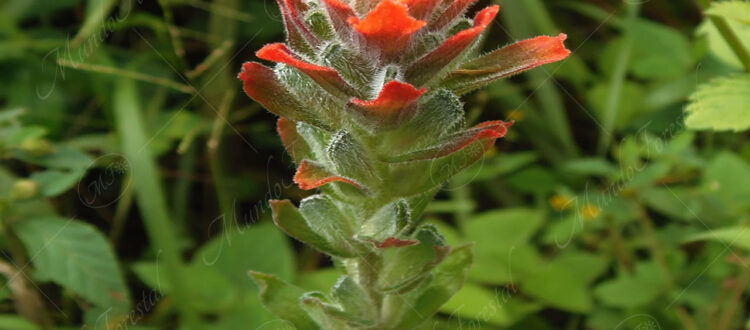 Cresta de gallo - Castilleja arvensis -