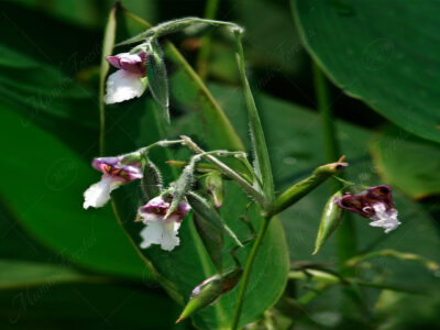 Pampano Thalia geniculata