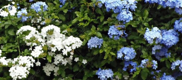 Plumbago Plumbago auriculata