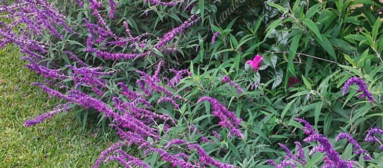 Salvia morada - Salvia leucantha -