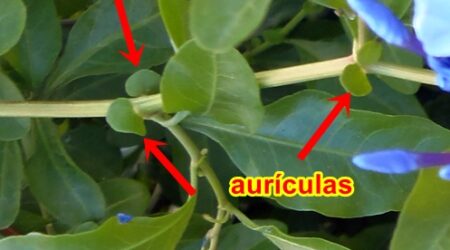 auriculas aurícula