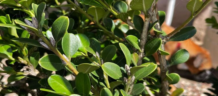 Boj - Buxus papillosa -