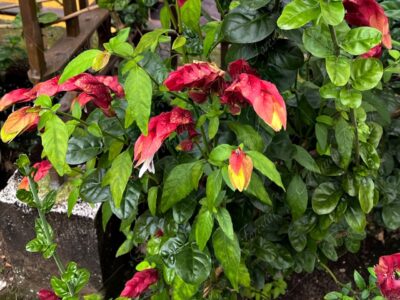 Camarón rosado - Justicia brandegeeana -